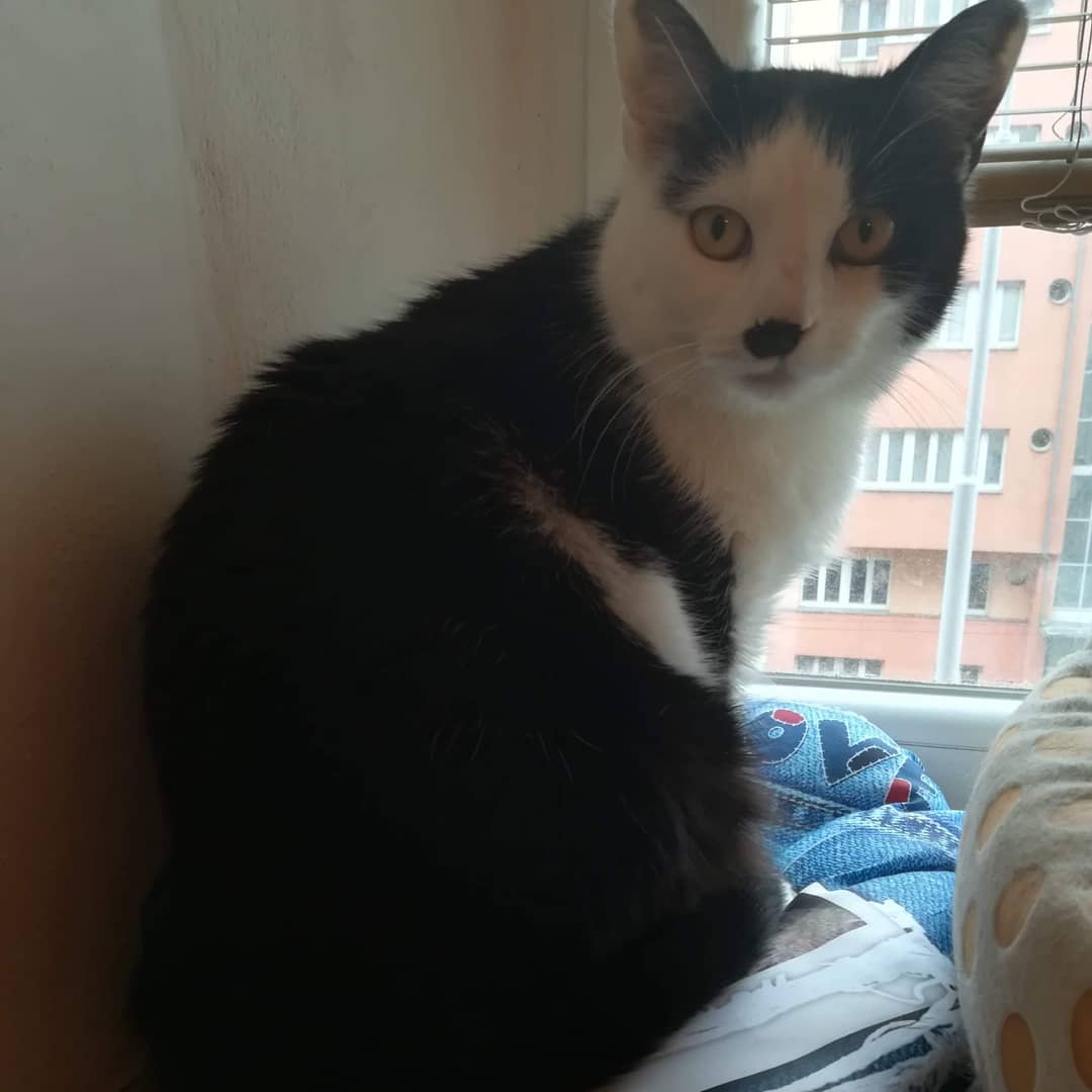 It's been five months without my little girl. Everything got much colder and uglier since that day.
I miss you Kimchi