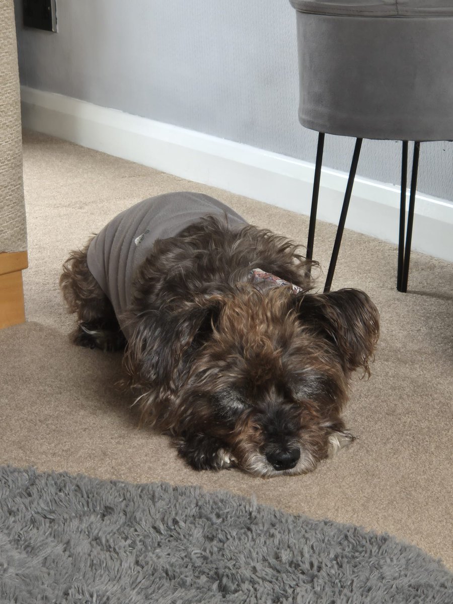 Hi pals. It's me Rory 🐻. Hope everyfur OK? Me not liking the hot weather 🥵🥵 Sending love and hugs to thems what need it.😘🥰❤️❤️❤️ #zshq