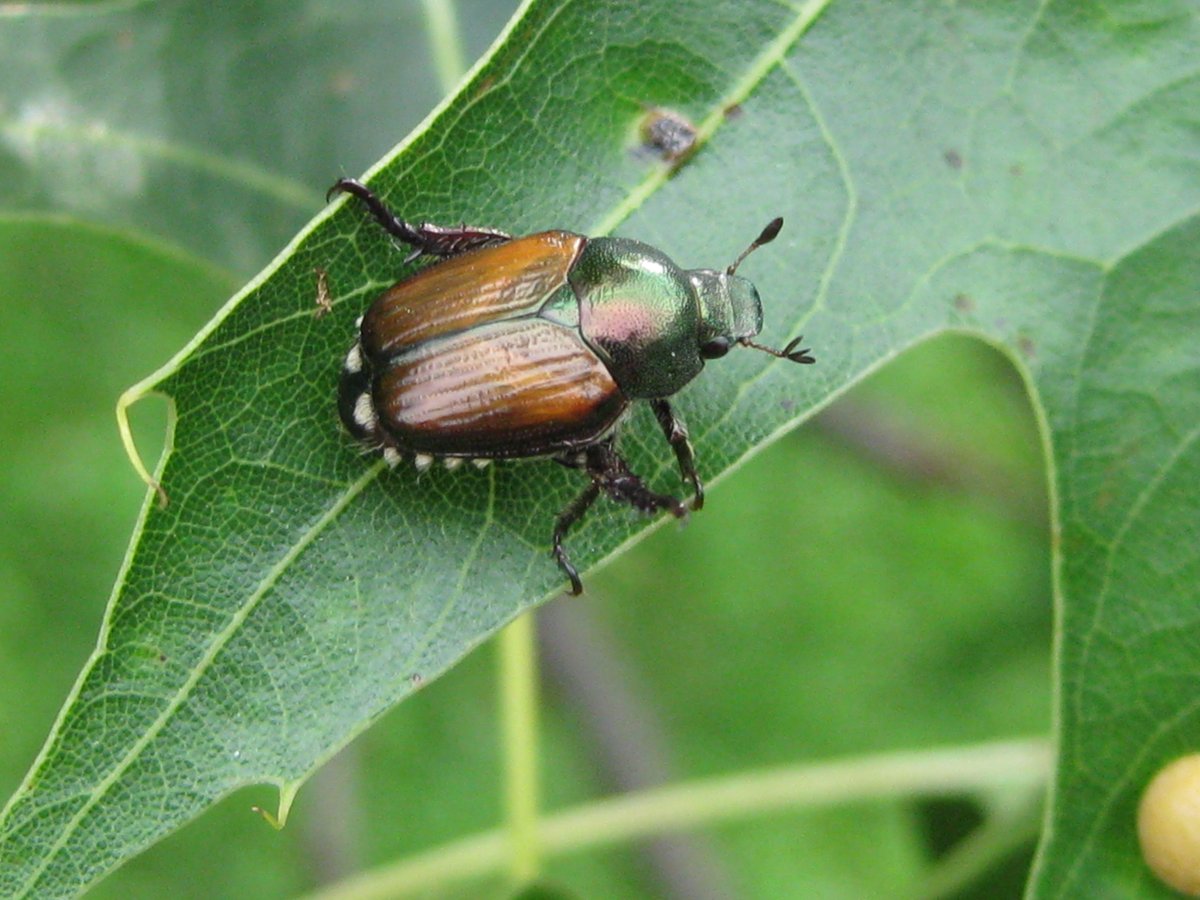 ISU_YardGarden's tweet image. The beetles are coming! The beetles are coming!
See our Japanese beetle article for info on this insect and management options: go.iastate.edu/1E1KLL
