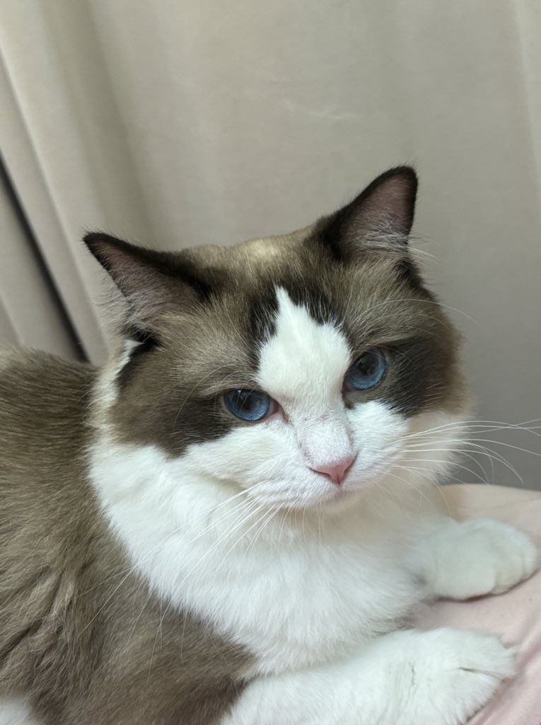 0520Oct's tweet photo. 吾乃猫猫大王(o^^o) https://t.co/ywmxtvhQW5