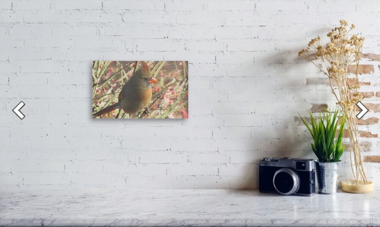 nat_nat_photo's tweet image. This would look so lovely on that #countrykitchen wall of yours.  Or, perhaps little country #restaurant.  The #femalecardinal is gorgeous here, and perfectly blends with the #fallcolors of the #burningbush plant.  Link is in next post.