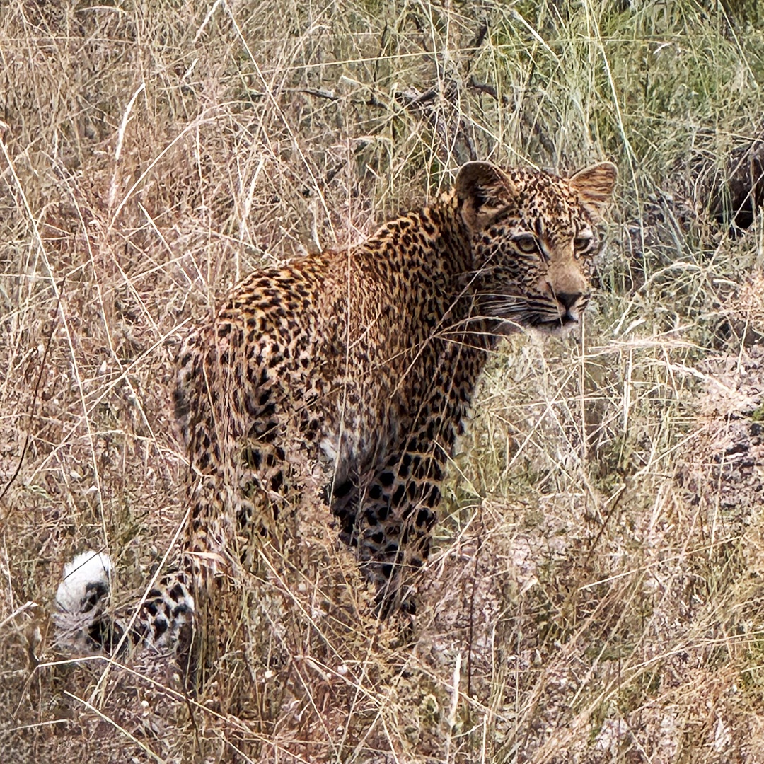 NateyesPhoto's tweet image. What is more impressive that a beautiful leopard? This young one was starting to hunt.

Leopard #nature #africa #sabisand #naturephotographer #wanderlust #traveltheworld @travelpics