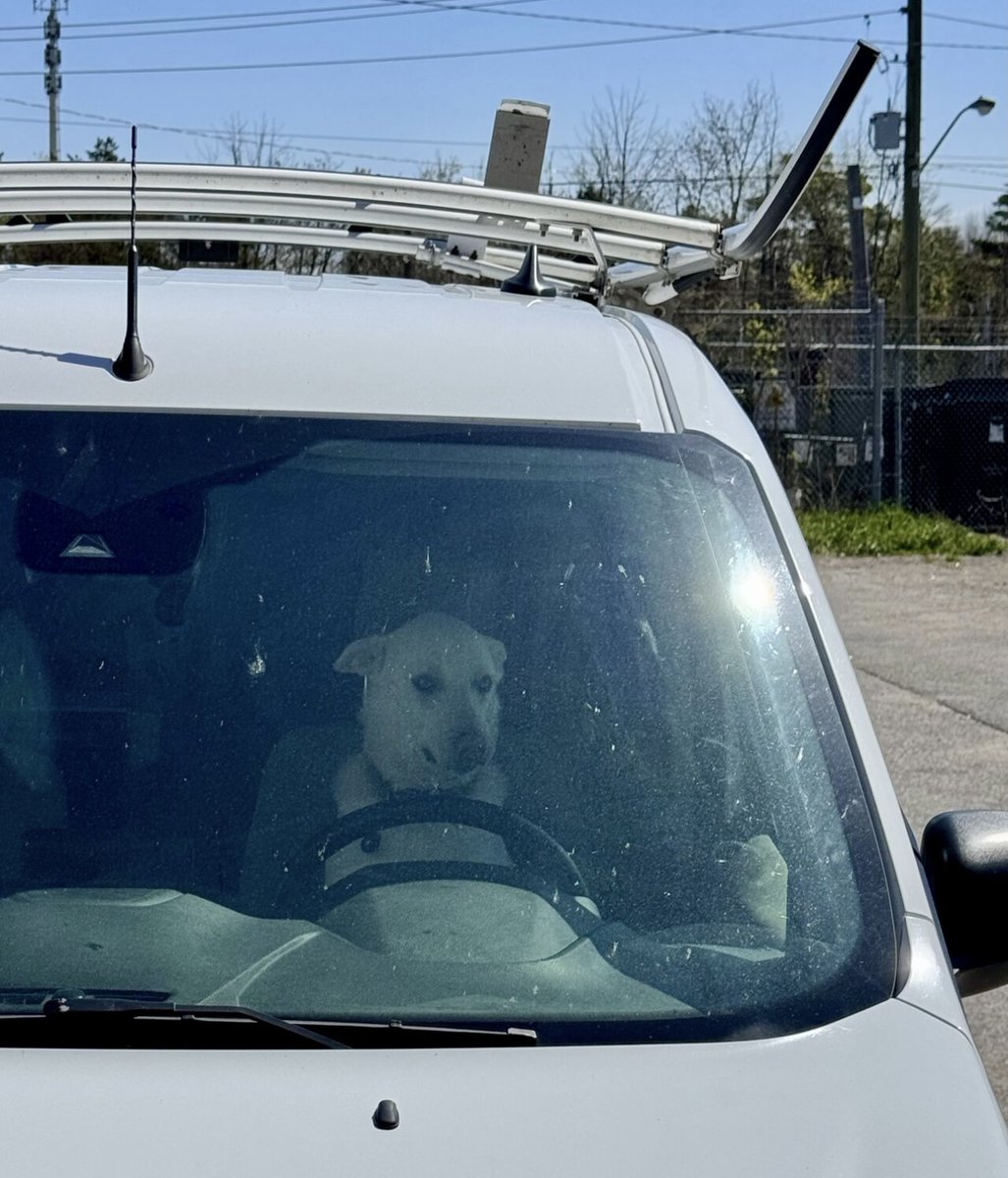 KIScopiers's tweet photo. Our office dog Bruce has taken on the role of delivery driver. 🐶
#brucethedog #officedog #deliverydriver https://t.co/8dbQyTXA1d