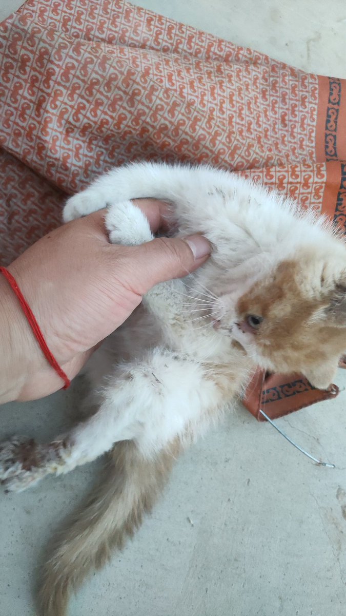 Tomorrow I will go to the hospital to pick up my cat, and then you will see me live-streaming here with my cat, continuing to break the Pump live-streaming record.