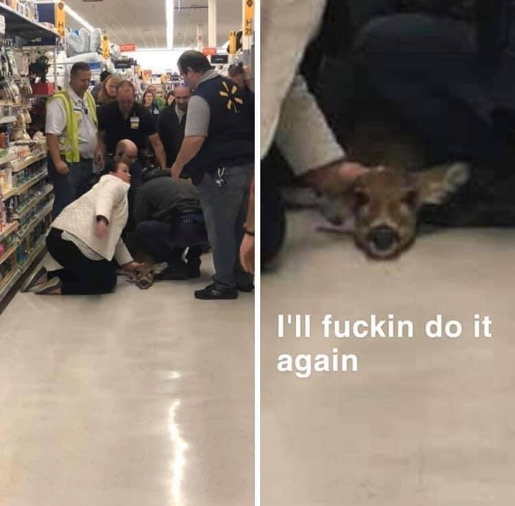 Deer in Places they Shouldn't Be tweet media