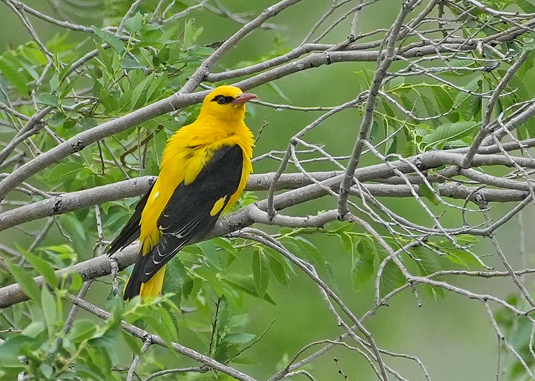 BirdingBreaks Nieuwsbrief - juni 2025 - 02 - mailchi.mp/birdingbreaks/…