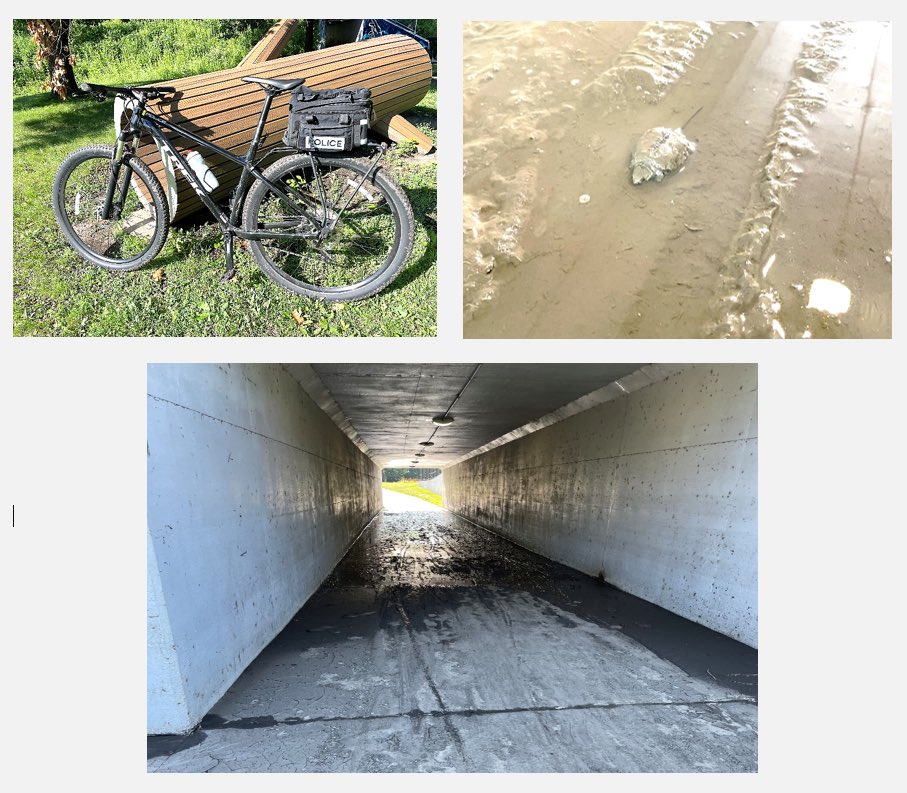 Now that the rain has stopped, our bike patrol has been on the trails. We came across a friendly little turtle that we had to move along, so please keep an eye out for his friends and be aware that there may be areas of mud or debris from the recent rains. Enjoy the day!
