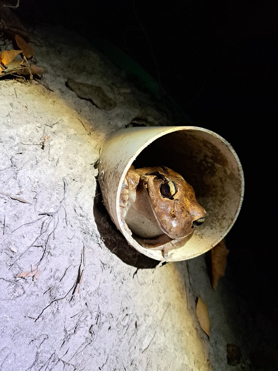ReWildCaribbean's tweet photo. While male mountain chickens are known to be dominant during the breeding season, engaging in aggressive interactions to secure nesting burrows, female mountain chickens also exhibit dominant behavior.

Find out more on our FB Page: https://t.co/IBu01ZqxLF https://t.co/H5ELyXVhCg