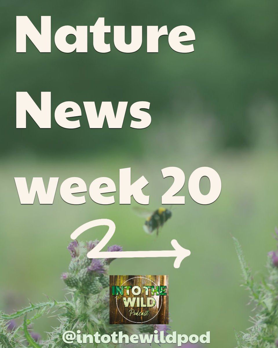 IntoTheWildPod's tweet image. 🎙Nature News - Week 20!
Ryan & Nadia revisit 2 stories from the show in the last 6 months before Nadia gives us a rundown on the labour govt budget & how it impacts nature & biodiversity!
▶️Full episode here: linktr.ee/intothewildpod