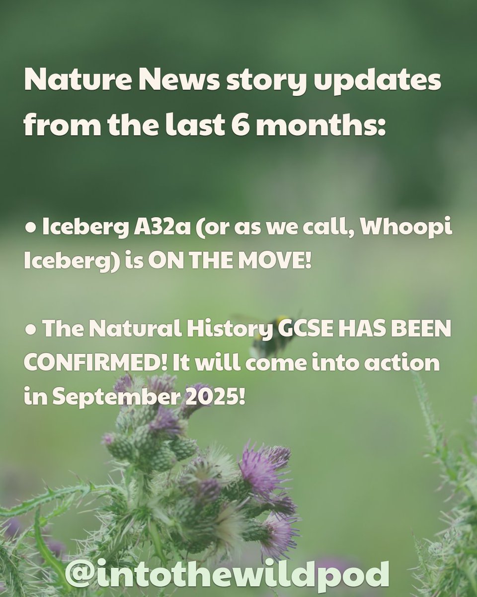 IntoTheWildPod's tweet image. 🎙Nature News - Week 20!
Ryan & Nadia revisit 2 stories from the show in the last 6 months before Nadia gives us a rundown on the labour govt budget & how it impacts nature & biodiversity!
▶️Full episode here: linktr.ee/intothewildpod