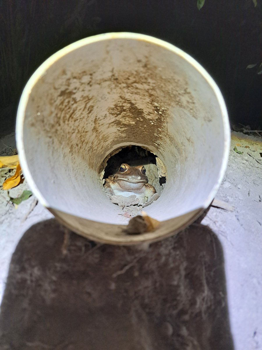 While male mountain chickens are known to be dominant during the breeding season, engaging in aggressive interactions to secure nesting burrows, female mountain chickens also exhibit dominant behavior.

Find out more on our FB Page: Facebook.com/ReWildCaribbean