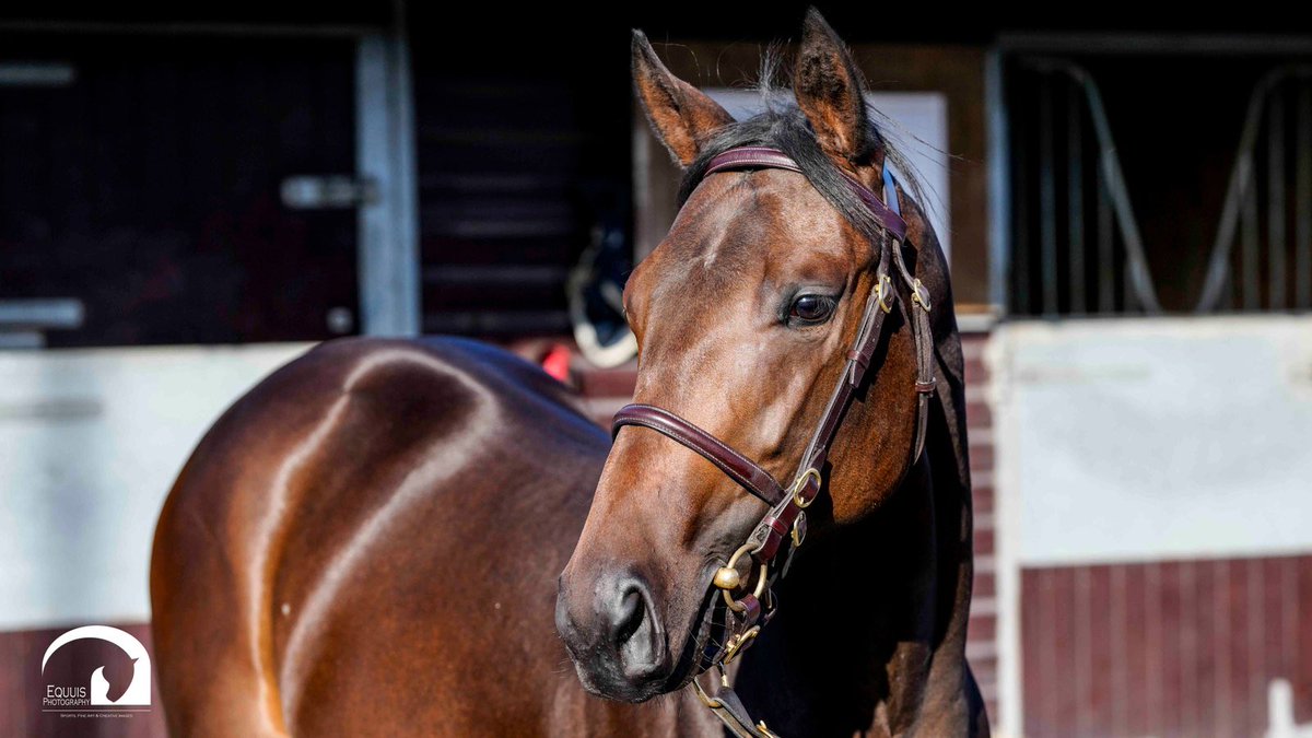 Congratulations to owners Whitcoombe Park Racing and everyone involved 🤝🥂 

#TylickiBloodstock🏇🍀🏆📱💻