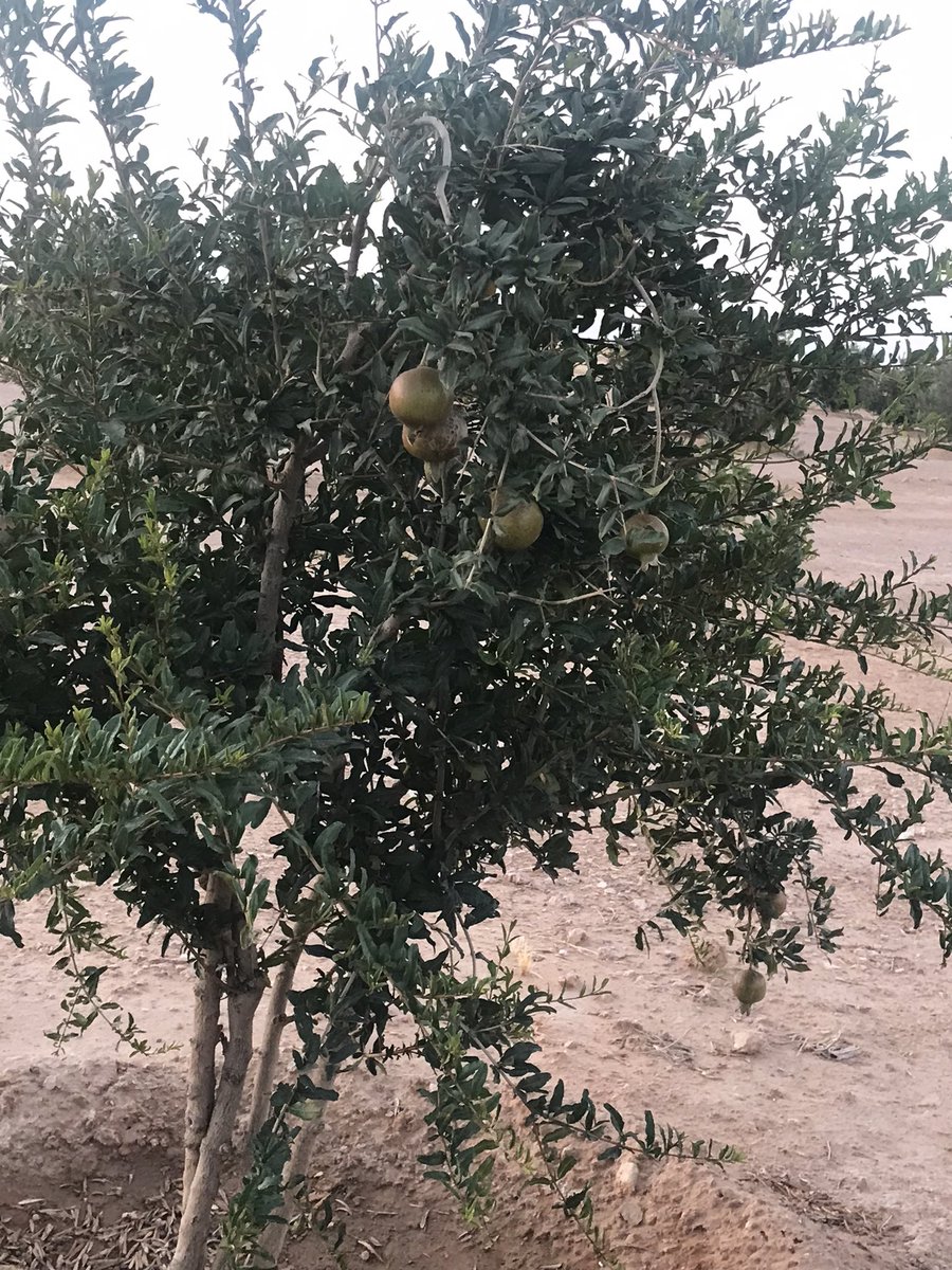 تركي نواف الهباس tweet media