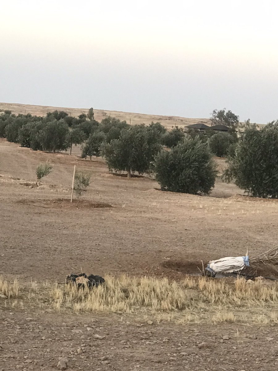 تركي نواف الهباس tweet media
