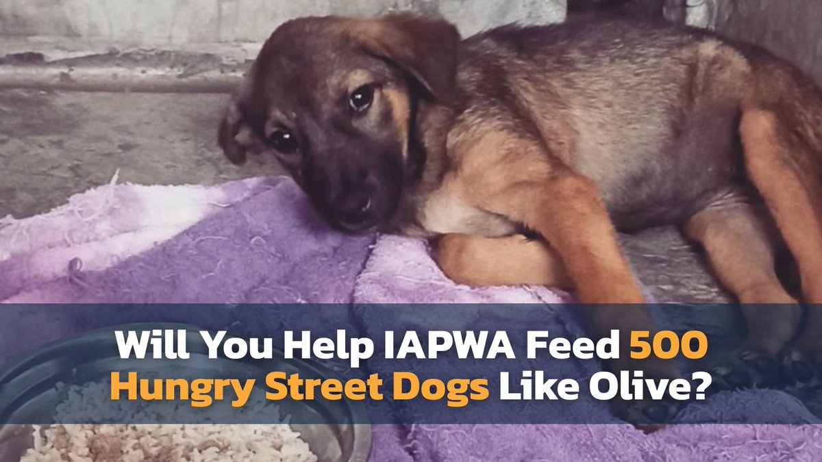URGENT FOOD APPEAL: Right now hundreds of street dogs like Olive are hungry, frightened and wondering if their next meal will ever come 💔 IAPWA is raising money for life-saving Food Packages and we need your help to reach our goal. Please donate today 👇🏽  justgiving.com/campaign/iapwa…
