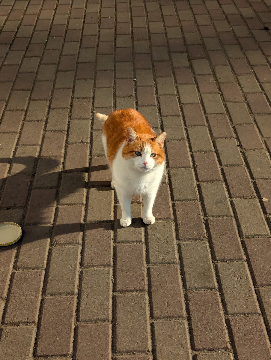 ПАЦАНЫ ЛЯ КАКОГО КОТА ОХУИТЕЛЬНОГО ВСТРЕТИЛ