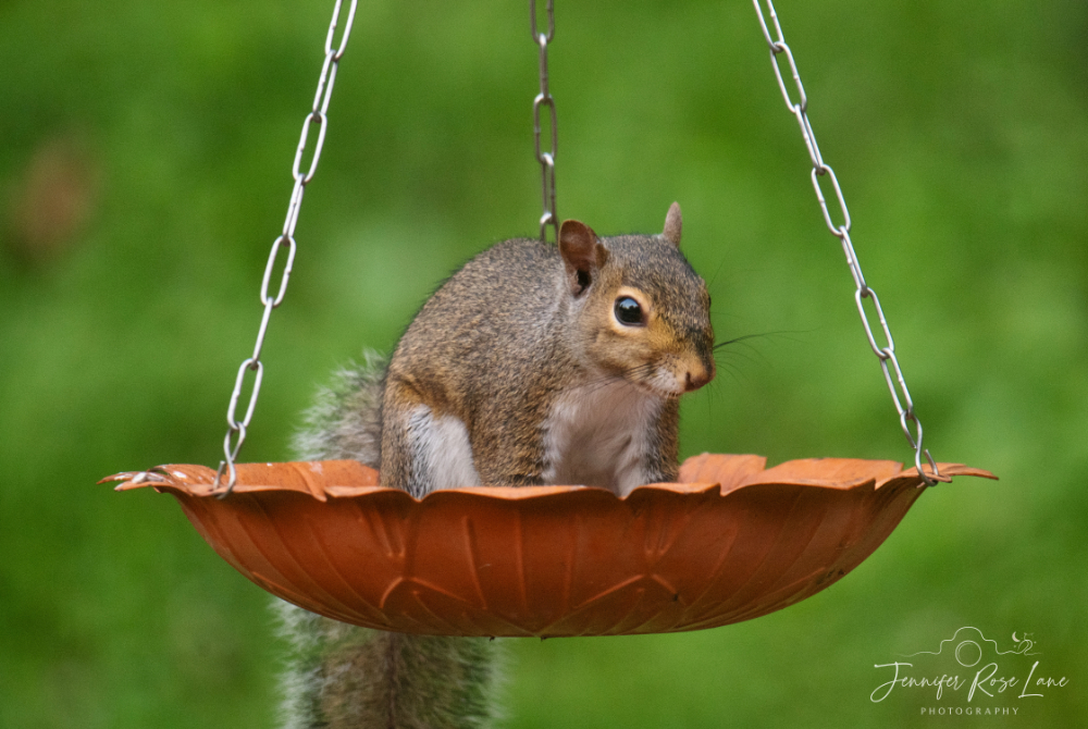 Jens_Starry_Sky's tweet photo. Thief! Caught stealing the birds food ๐ #wildlife #HungrySquirrel @ThePhotoHour @WSAZBrandon @SpencerWeather https://t.co/MkuxARAqR6