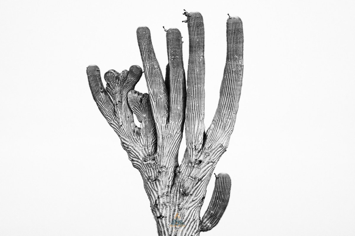 Volví a visitar a un viejo amigo crestado, un sahuaro que no veía desde hace tiempo. Mientras lo fotografiaba bajo la Vía Láctea, una cascabel de cuernitos (Crotalus cerastes)  apareció. A lo lejos, los relámpagos pintaban el horizonte. El desierto, una vez más, lo tenía todo.