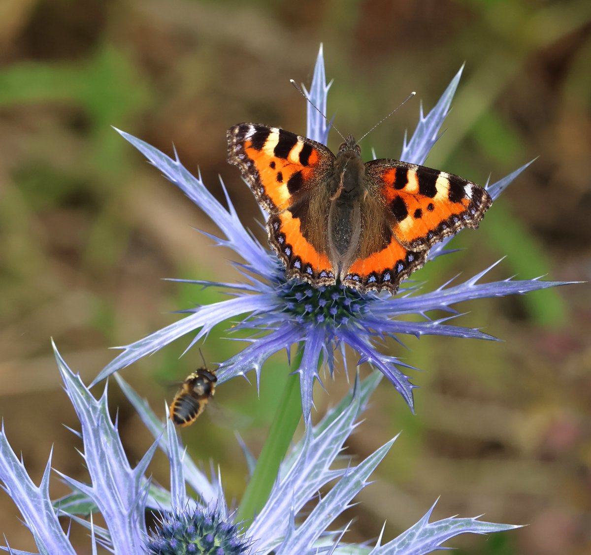 Nicola S (@nico1ame) on Twitter photo #Day26 of #30DaysWild <a href="/30DaysWild/">#30DaysWild from The Wildlife Trusts</a> <a href="/WildlifeTrusts/">The Wildlife Trusts</a> a small tortoiseshell butterfly on my garden sea holly + an incoming little bee! #Day26 of #30DaysWild <a href="/30DaysWild/">#30DaysWild from The Wildlife Trusts</a> <a href="/WildlifeTrusts/">The Wildlife Trusts</a> a small tortoiseshell butterfly on my garden sea holly + an incoming little bee!