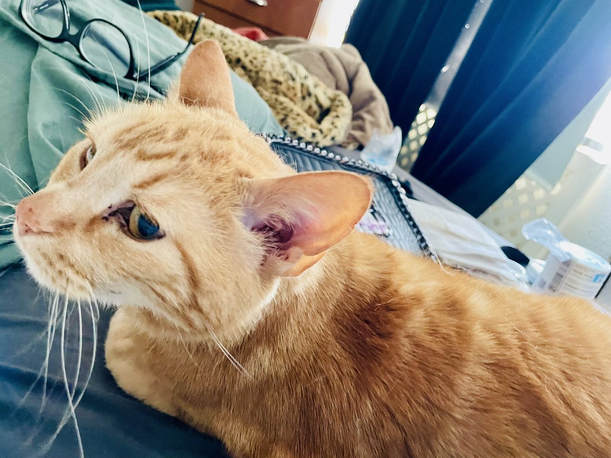 Carina L Markow 🐐 tweet media