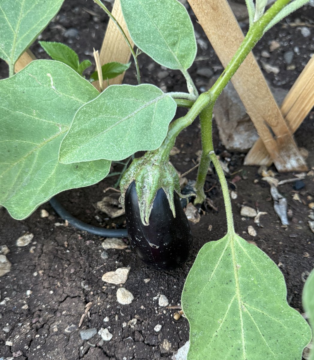 פעם איש חכם, שבמקרה הוא גם אבא שלי 
אמר לי שאדמה היא חופש
מי שיש לו אדמה הוא אדם חופשי
הוא לעולם לא יהיה רעב
וזה כל כך נכון
לכן האליטות דאגו לשמור את האדמות
לעצמן ולתקוע את ישראל השנייה
בשיכונים, שגם נשארו בבעלות המדינה
בדיוק כמו במשטרים קומוניסטים. 
הערבים מבינים היטב את הערך של