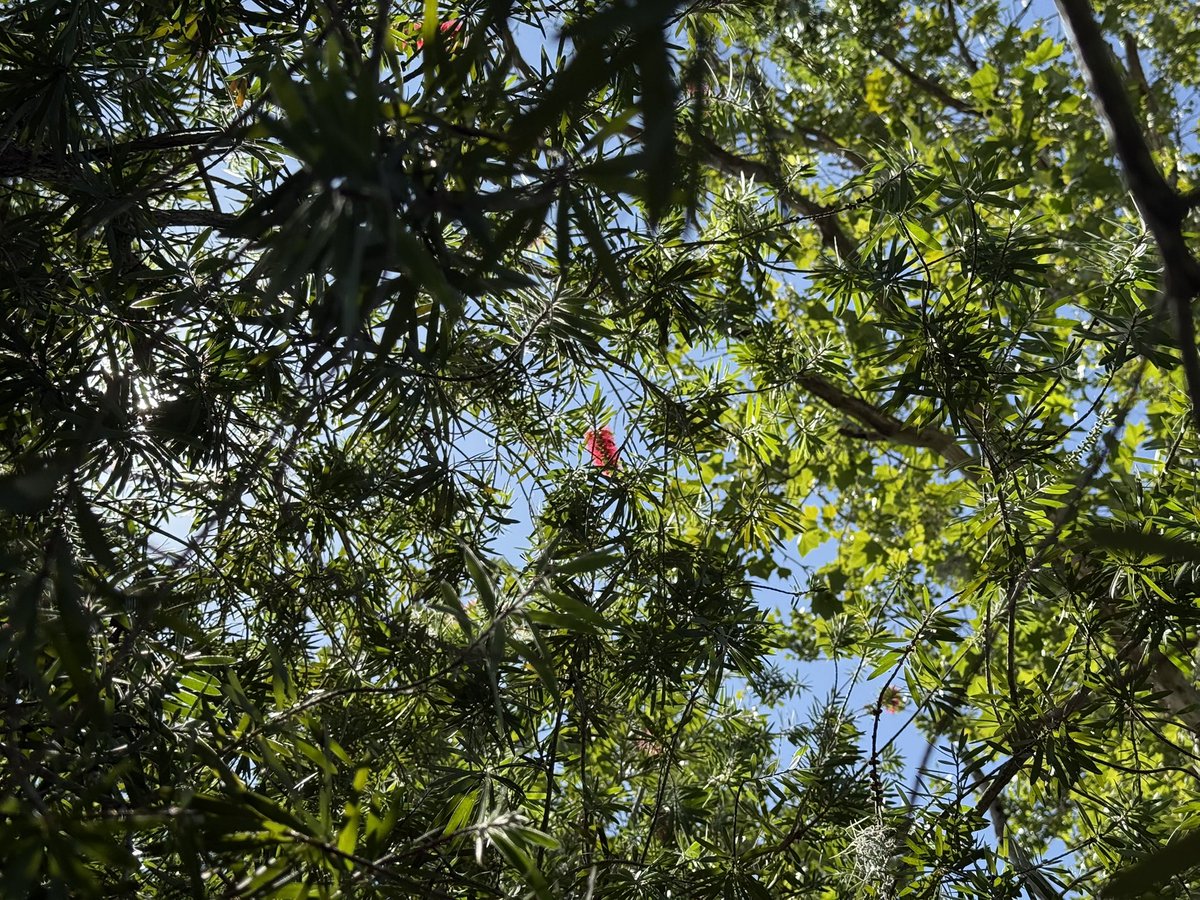 evil elly tweet media