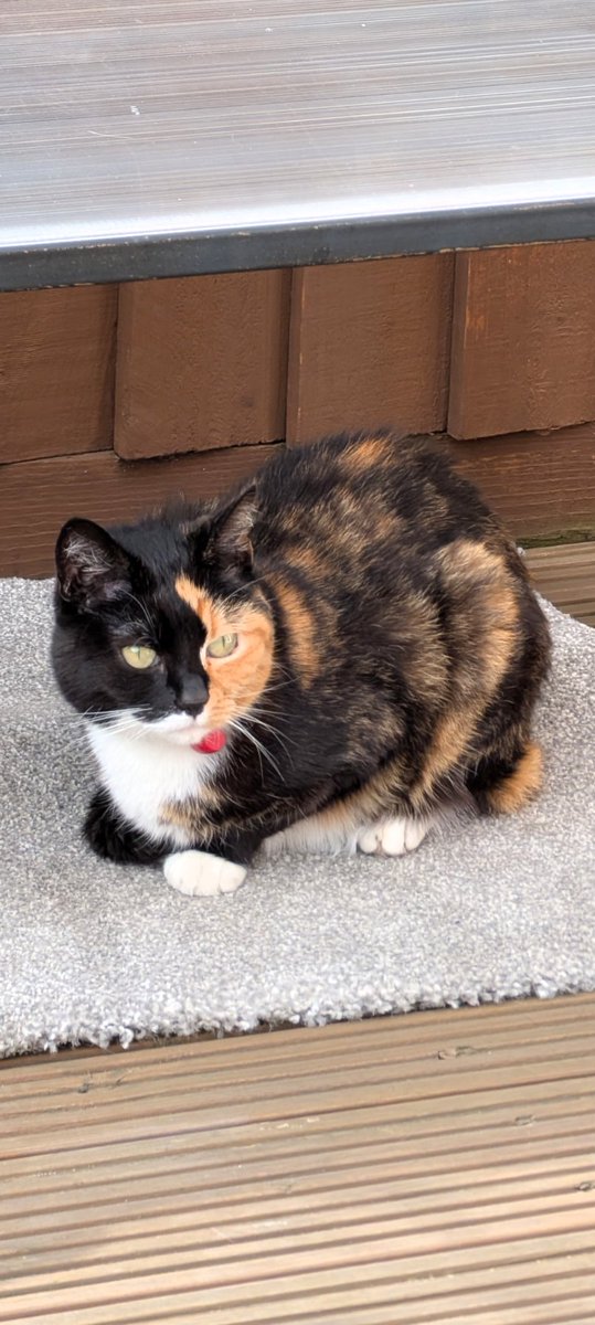 CatsNorthampton's tweet image. My name is Marmite and I went missing from my home on the08/06/25 in Far Cotton #Northampton NN4 I&apos;m am sn 8 year old girl who is Neutered and microchipped have you seen me if so please call 0344 700 3251 quoting ref S25-018
#fluffyfursday