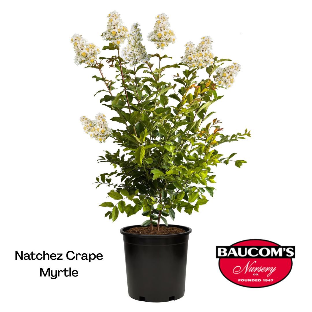 Crape Myrtles Available Now!

Visit us at baucomsnursery.com for all your WHOLESALE ONLY needs. 

#crapemyrtle #sioux #tuscarora #natchez#hibiscus #hangingbaskets  #roses  #annuals #planters #palm #fuschia #rosemary #tree #planters  #plants #tropical #shrubs  #baucomsnursery