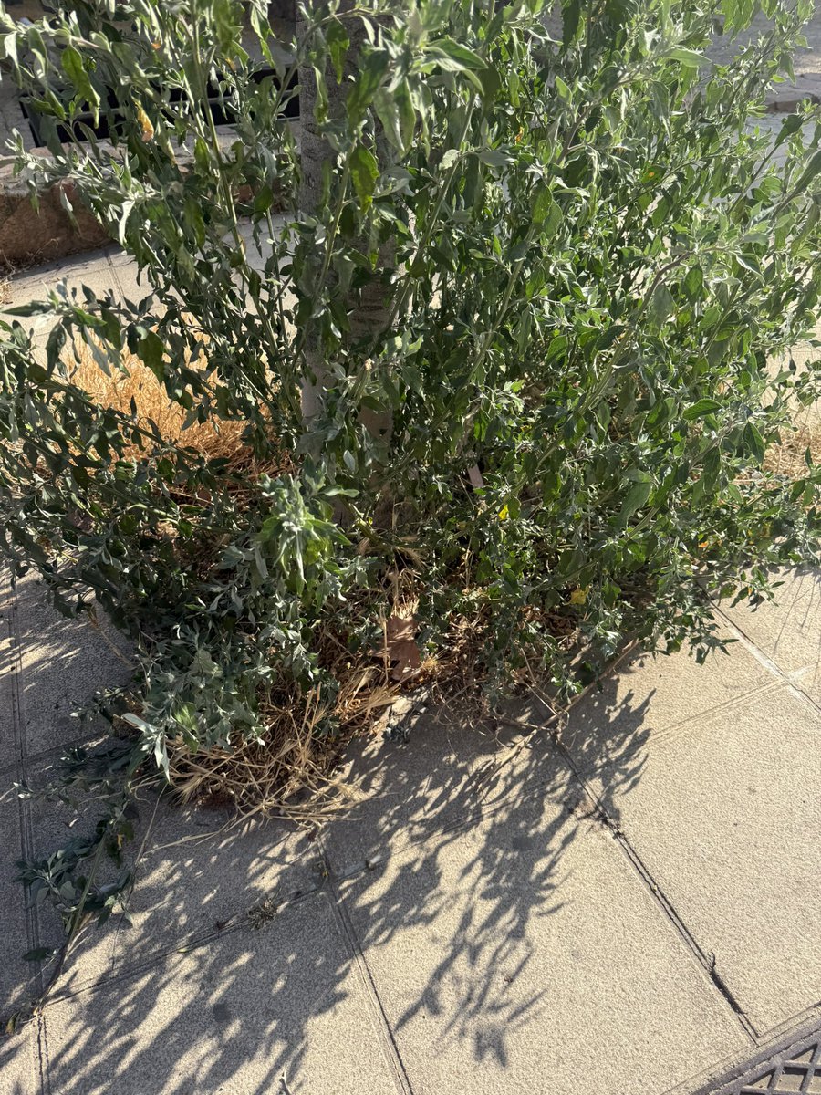 CUATRETEMPS's tweet photo. Soy vecino de Viladecans (zona Más Rates) y esto ya es un descontrol: fauna sin control y una farola en mitad de la acera que impide el paso. ¿De verdad nadie piensa actuar? ¿Qué intención hay con esto? Mucho arreglar otros parques, pero este no. Adjunto fotos. @ViladecansTweet https://t.co/h2j2fz8wfP