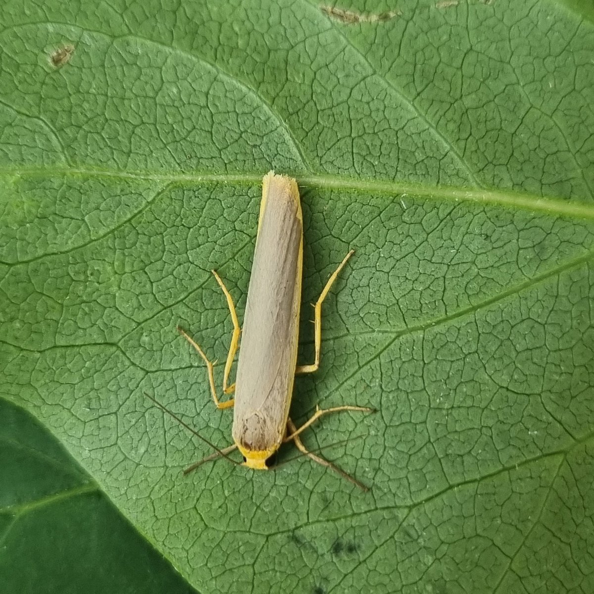 A few new moths in my Belper garden last night. Agapeta hamana. Double square Spot. White Satin Moth. Obscure Wainscot and Teleiodes vulgella. Also, Scarce Footman is nfy #teammoth