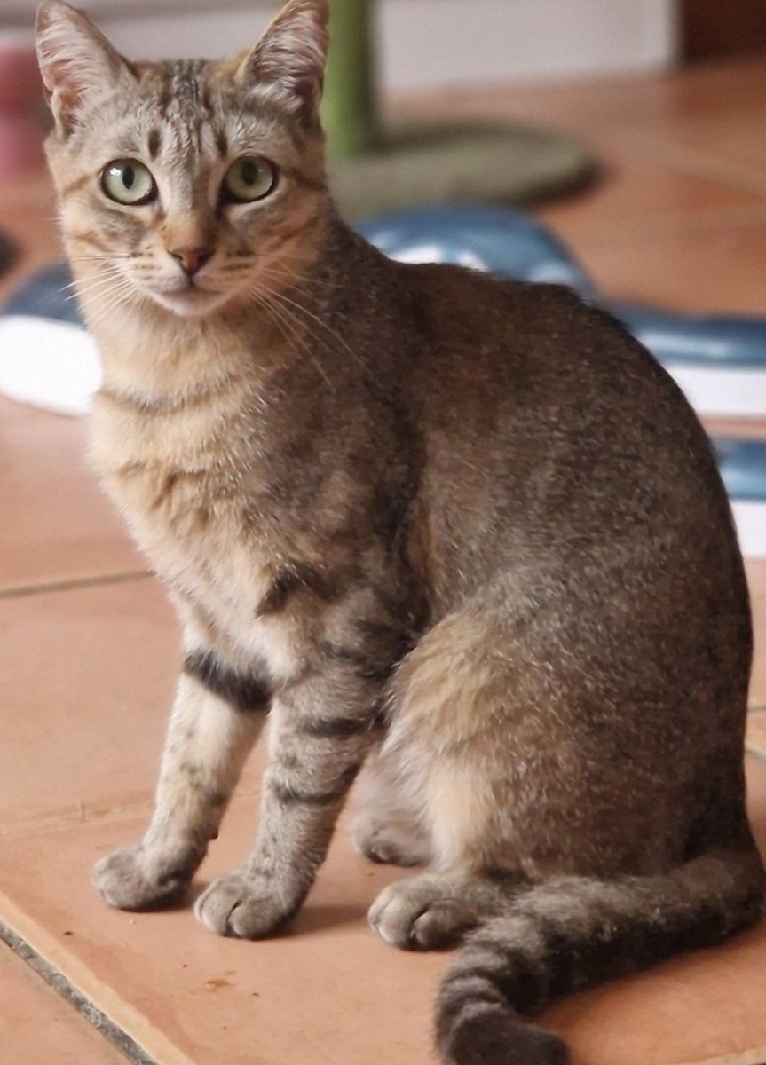 Erta2017's tweet image. #Valencia 

¿Cómo es que los gatos sois tan y tan bonitos,  Marla? 

#Marla, ojitos de gata, preciosa, busca familia🆘

contacto ☎️Silvia 635 12 78 55