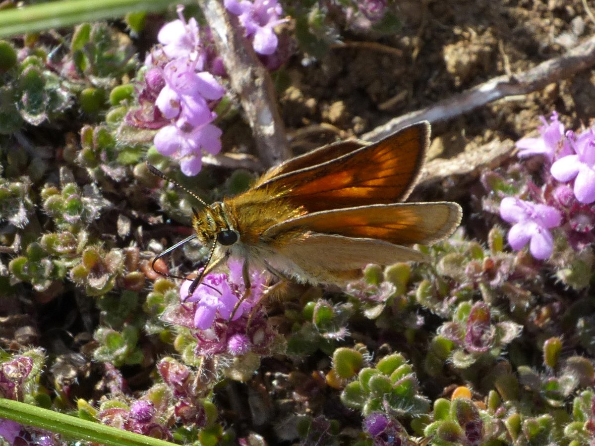 Brian Arnold (@barnold668) on Twitter photo Today at Durlston, Swanage the sun shining on this female Lulworth Skipper nectaring on Wild Thyme really brought out the crescent shape in the forewings.
<a href="/savebutterflies/">Butterfly Conservation 🦋</a>
<a href="/GreenDorset/">Green Dorset</a>
<a href="/SightingDOR/">Dorset Wildlife Spot</a>
<a href="/DorsetWildlife/">Dorset Wildlife Trust</a>
<a href="/BC_Dorset/">BC Dorset 🦋</a> Today at Durlston, Swanage the sun shining on this female Lulworth Skipper nectaring on Wild Thyme really brought out the crescent shape in the forewings.
<a href="/savebutterflies/">Butterfly Conservation 🦋</a>
<a href="/GreenDorset/">Green Dorset</a>
<a href="/SightingDOR/">Dorset Wildlife Spot</a>
<a href="/DorsetWildlife/">Dorset Wildlife Trust</a>
<a href="/BC_Dorset/">BC Dorset 🦋</a>
