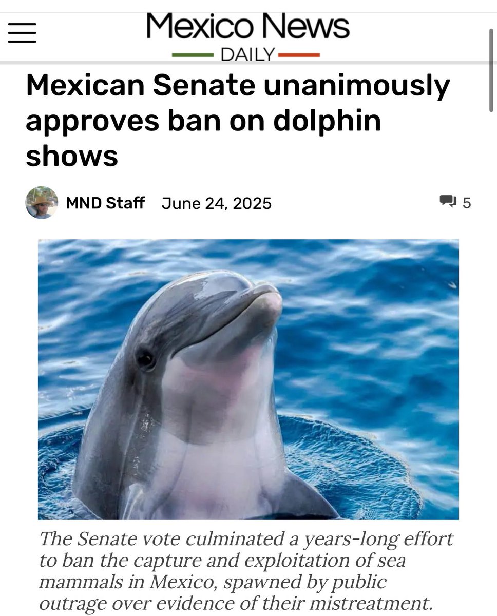 ¡Adiós a la explotación de delfines en México! 🇲🇽 

The Senate just voted 99–0 to ban dolphin and marine mammal shows nationwide.