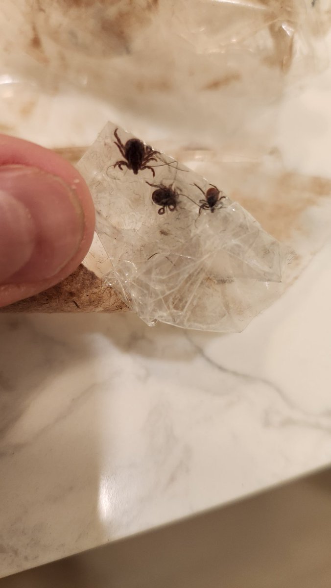 Marc Couturier PhD, D(ABMM) 🕷🦠🔬 tweet media