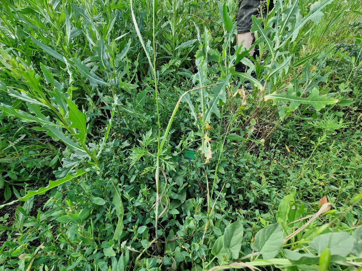 Terveiset Ukrainasta! 🫡🇺🇦
Greetings from Ukraine! 🫡🇺🇦

🧠 Thursday Night Challenge
Spot the mine. 👀
What type? What model?
(No pressure, just your hypothetical legs at stake.)
#MineAwareness #EOD #Ukraine #SafetyFirst