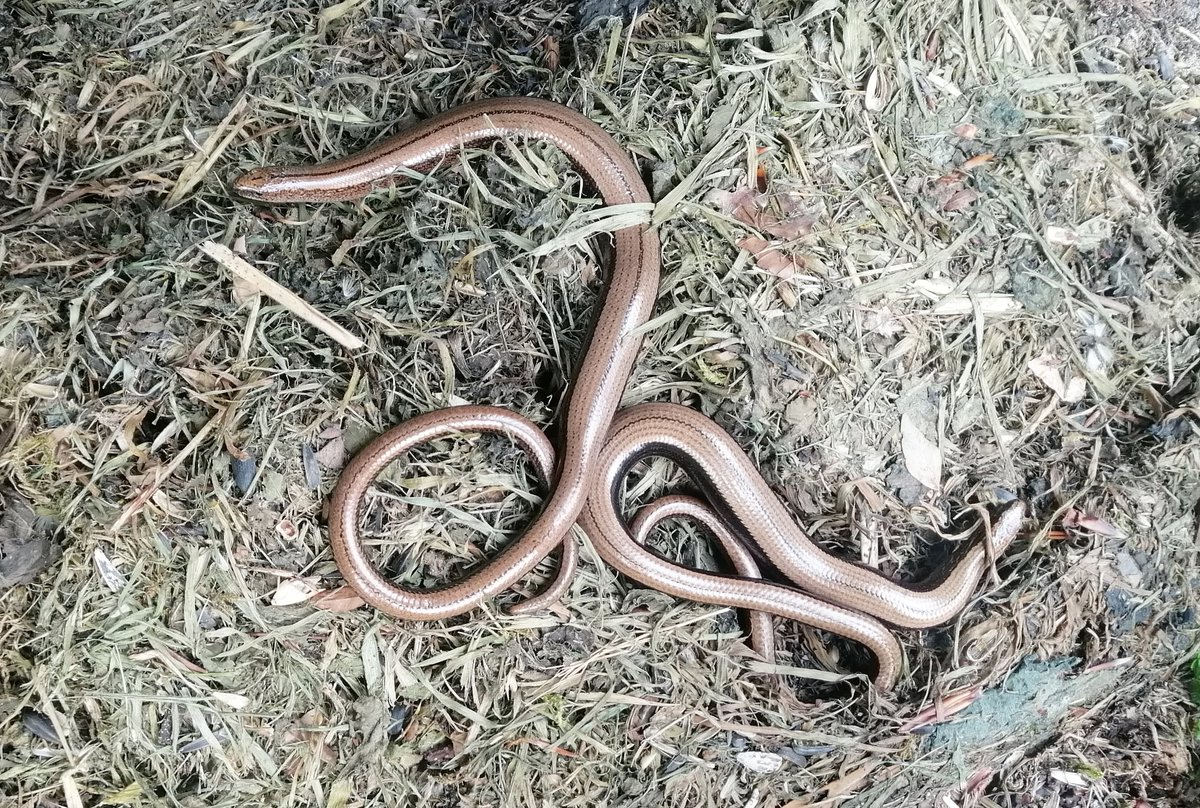 Couple of slow worms coiled like copper bracelets on the garden compost heap #Dartmoor