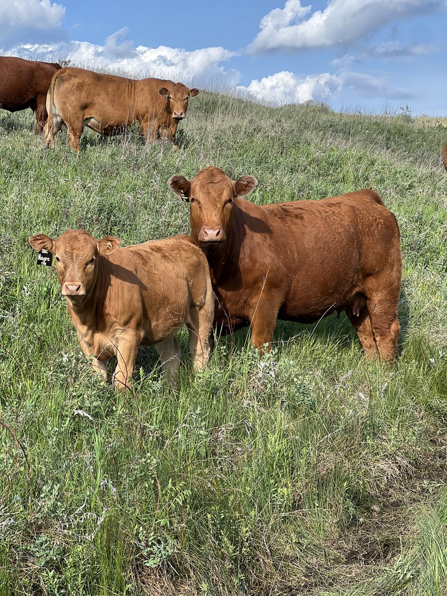 The calf crop are putting the pounds on! 

#cdnlimousin