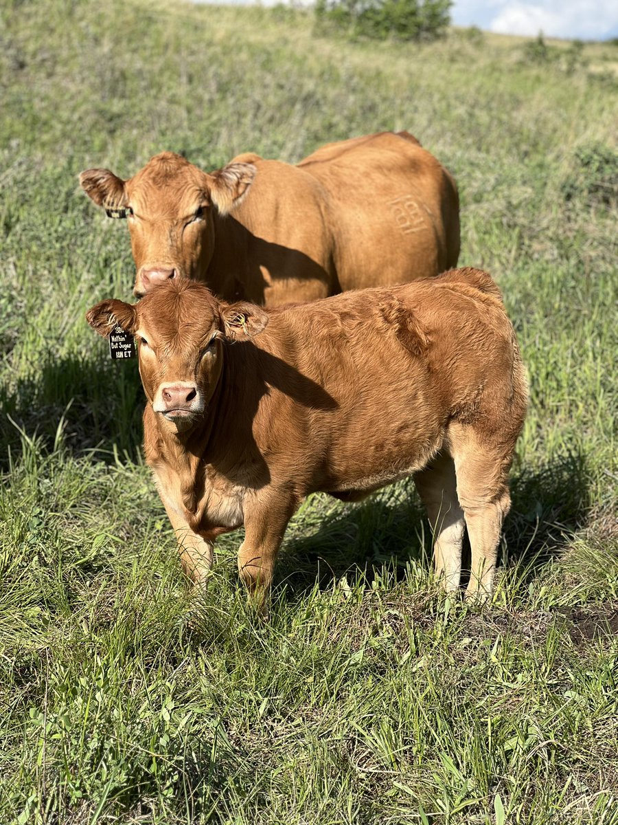 DoubleBCattleCo's tweet photo. The calf crop are putting the pounds on! 

#cdnlimousin https://t.co/X5QerkIhow