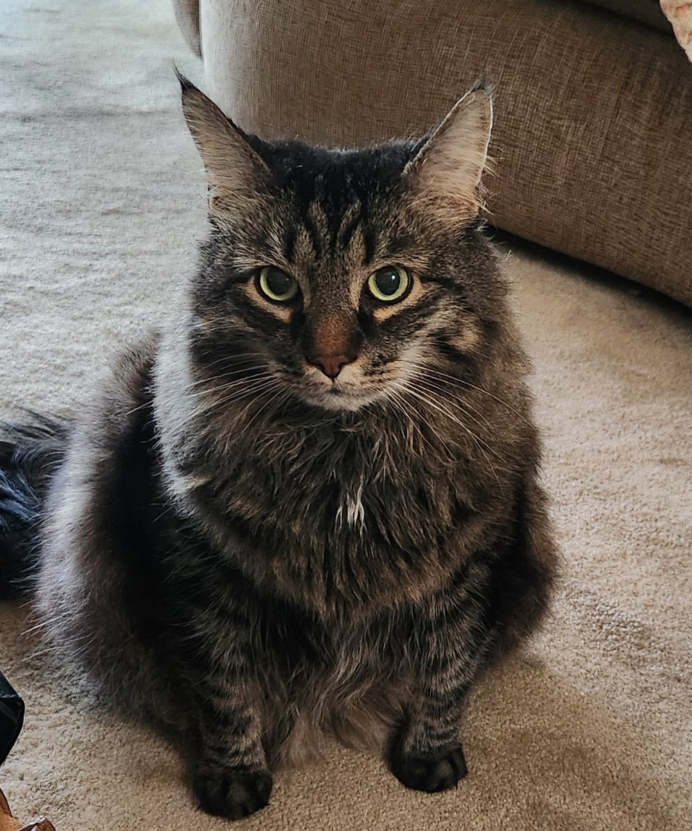Back from da vet. Good news I didn't gain weight (19 lbs.), ot my shotz plus nails trimmed. Bad news, dadz ambushed me in my bed,  iz  hissed at da receptionist. <a href="/LittleMaineCoon/">Holly Purr⚜️</a> <a href="/JoyOfCats/">The Joy Of Cats 🫶🇨🇦</a> <a href="/TheCatMalice/">Malice & Mayhem 🩵#ZSHQ</a> <a href="/JusticeToAll/">JusticeToAll ~ 🙏 🇺🇦 ⚖️ 🚀</a> <a href="/MaineCoonCatsOH/">Reny, Cat Nip Enthusiast</a> <a href="/AmandaSmokeyIs1/">🦁Isabella, 🐈‍⬛Tommy & 🐱Alex</a> <a href="/HugoStevens15/">😺😺🎄🎄⛄️⛄️Hugo Mainecoon 🎄🎄🌦️⛄️⛄️😺😺</a> <a href="/LordGraydon/">Ms. Savoy & Mr. Sanderson @LordGraydon</a>