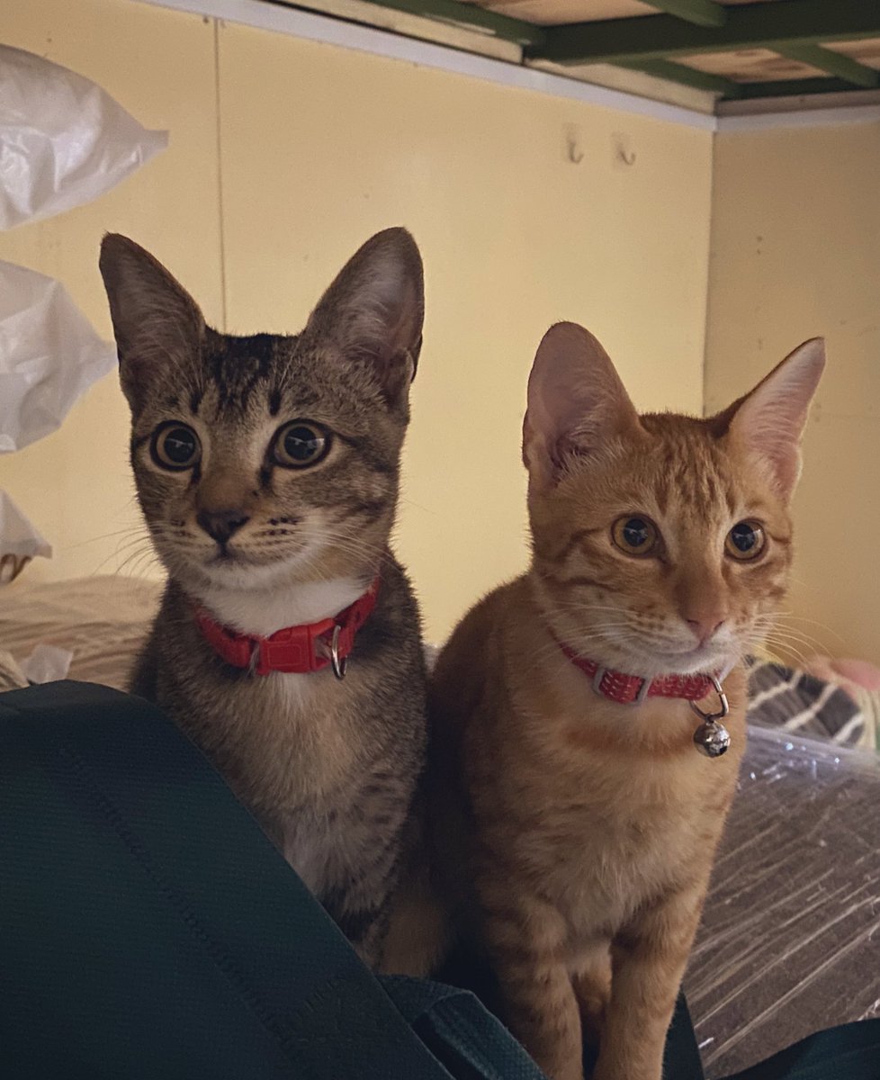 azrahdebbie1's tweet photo. 🐱❤️ https://t.co/WaZ67ykgyT