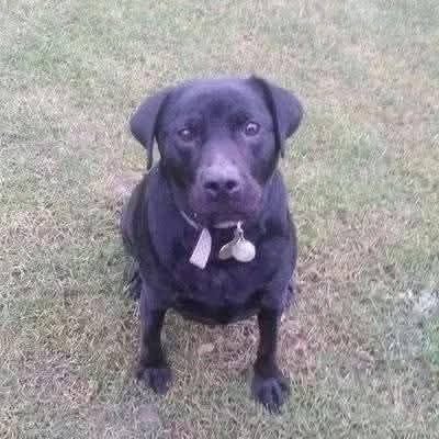 One evening, while walking my dog Mollie through the park, a group of men started shouting and following me. My usually sweet and soppy Mollie immediately positioned herself between me and them, letting out a low growl—something I had never heard from her before. They quickly