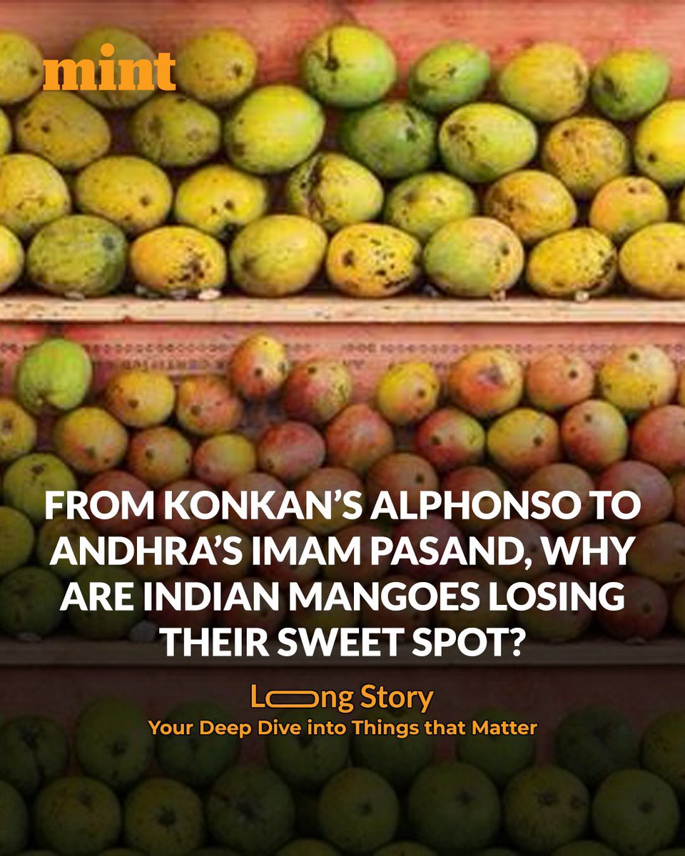 #MintLongStory | India’s mangoes — once a global benchmark of flavour — are losing their edge.

From Alphonso in Konkan to Imam Pasand in Andhra, quality is falling, exports are stagnant.
What’s going wrong? Here’s a detailed look⬇️
livemint.com/industry/mango…

Trust our hard work,