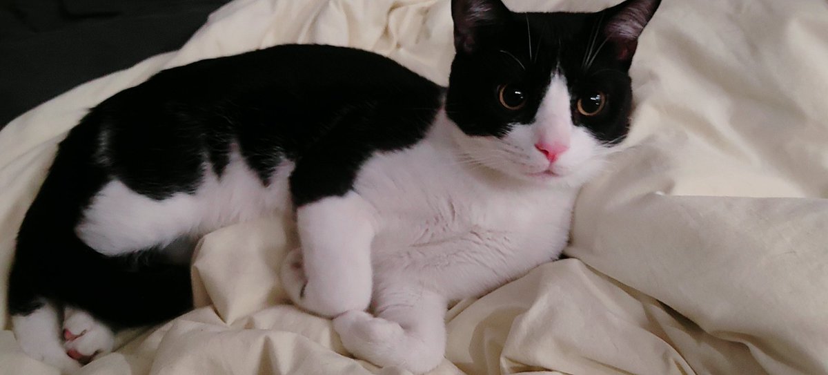 mlokalexa's tweet image. 我家猫猫实在是太可爱了受不了……想要炫耀
他叫毛米，也可以叫他毛毛
