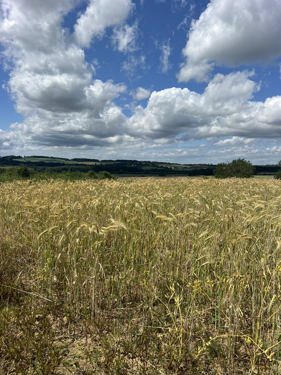 Paul Barnes (@farmerbarney) on Twitter photo A big thank you to the <a href="/AllertonProject/">The Allerton Project</a> for an amazing day and talks on Nurturing on farm Nature 🚜🌾🌼🐝🌳🦟🪲🪳🐞🐛 A big thank you to the <a href="/AllertonProject/">The Allerton Project</a> for an amazing day and talks on Nurturing on farm Nature 🚜🌾🌼🐝🌳🦟🪲🪳🐞🐛