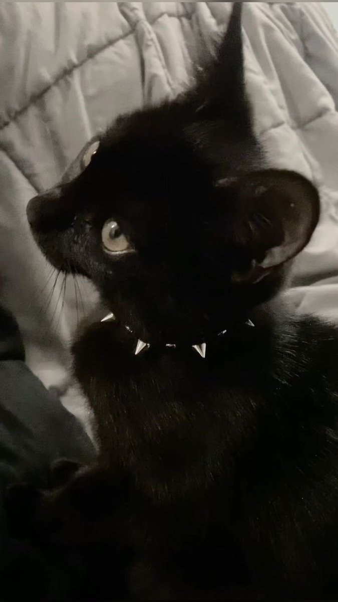 Black cats are not bad luck (@visualscat) on Twitter photo 