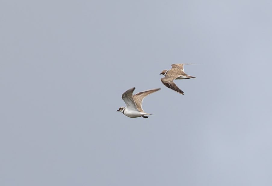 Mike Carr (@mikepastycarr) on Twitter photo The clarts formerly known as Gosforth Subsidence Pond - no good for adult Dragonflies & Damselflies but came up trumps for waders - 2LRP & a Green Sand at lunchtime today <a href="/NTBirdClub/">Northumberland & Tyneside Bird Club</a> The clarts formerly known as Gosforth Subsidence Pond - no good for adult Dragonflies & Damselflies but came up trumps for waders - 2LRP & a Green Sand at lunchtime today <a href="/NTBirdClub/">Northumberland & Tyneside Bird Club</a>