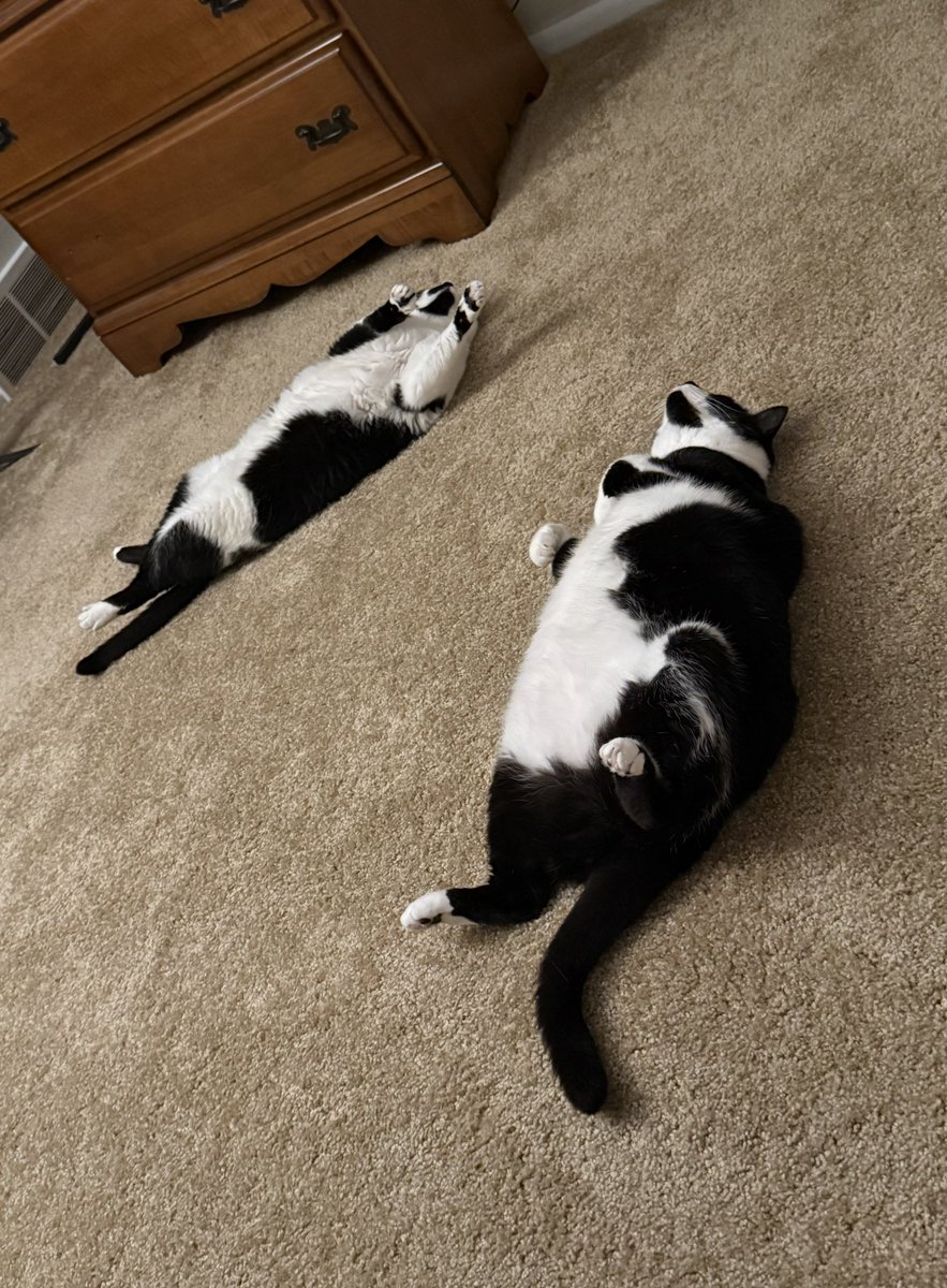 FranAndFiona's tweet image. It鈥檚 so toasty, we both need to show our bellies.