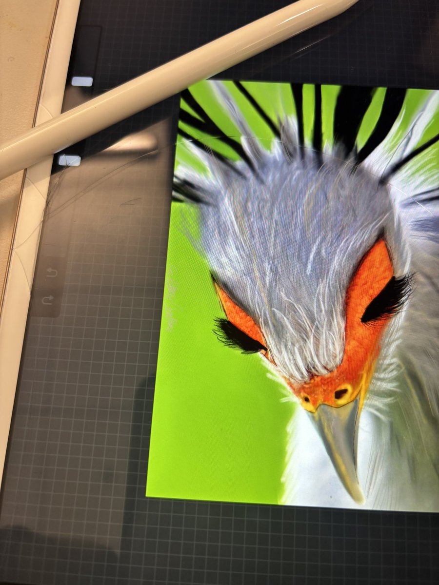 Art_Gallery_Ali's tweet image. The more I touch this crack the worse it gets lmaooo 

But here’s a bird I did a while back! 

#secretarybird #prettybird #birds #yesmyipadiscracked #cryingbrb