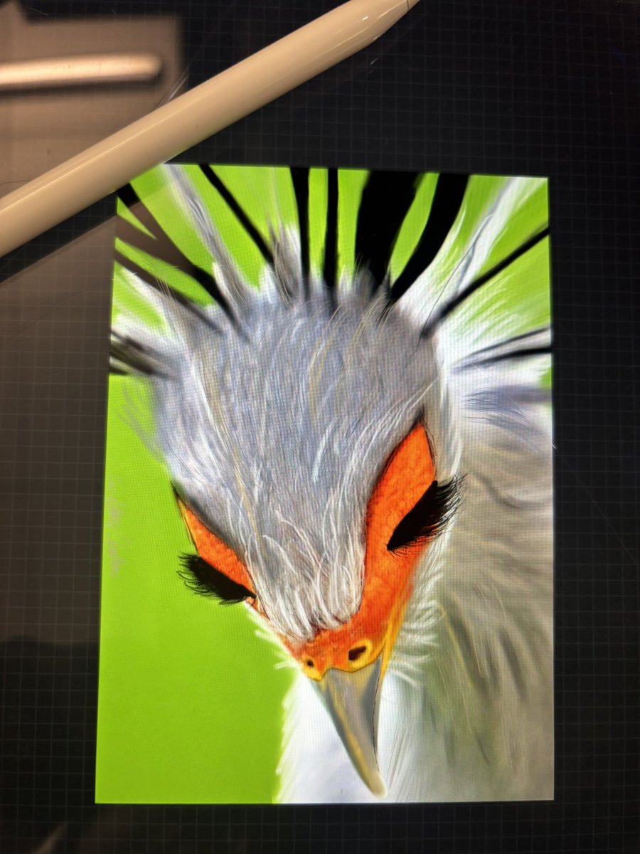 Art_Gallery_Ali's tweet image. The more I touch this crack the worse it gets lmaooo 

But here’s a bird I did a while back! 

#secretarybird #prettybird #birds #yesmyipadiscracked #cryingbrb