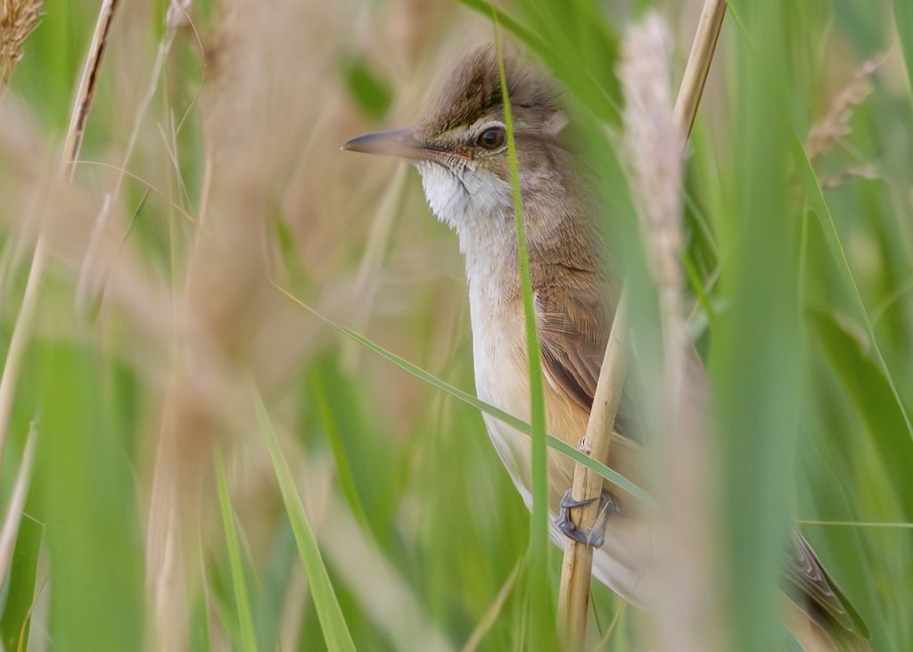 Nathaniel Dargue (@nathanieldargue) on Twitter photo A quite unexpected start to the day finding this Great Reed Warbler at Fairburn. Even more exciting to find out it was a 1st for the reserve!
It made for tricky viewing, rarely showing in the dense reeds, not helped by the wind
<a href="/Natures_Voice/">RSPB</a> <a href="/RSPBAireValley/">RSPB Fairburn Ings and RSPB St Aidan’s</a> <a href="/BirdGuides/">BirdGuides</a> A quite unexpected start to the day finding this Great Reed Warbler at Fairburn. Even more exciting to find out it was a 1st for the reserve!
It made for tricky viewing, rarely showing in the dense reeds, not helped by the wind
<a href="/Natures_Voice/">RSPB</a> <a href="/RSPBAireValley/">RSPB Fairburn Ings and RSPB St Aidan’s</a> <a href="/BirdGuides/">BirdGuides</a>